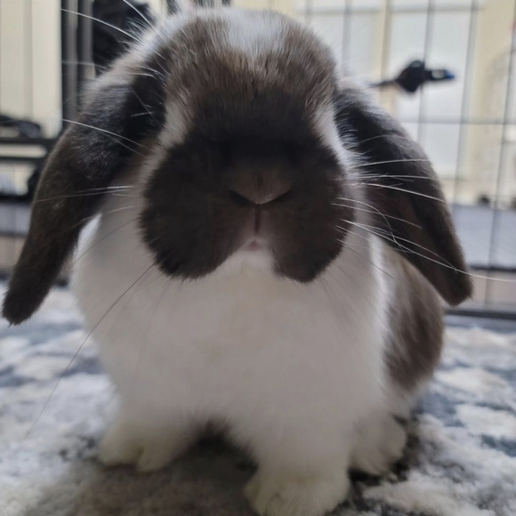 MARSHY's MANURE NATURAL GARDENING FERTILIZER - Picture 10 of 16